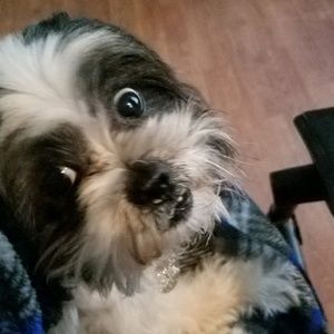 Meet your Posher, Reba